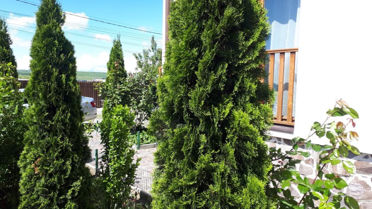 Casa Paduricea Dezmir Exterior foto